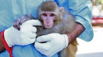 An Iranian newspaper is reporting that the Islamic Republic plans to send another monkey into space within a month.